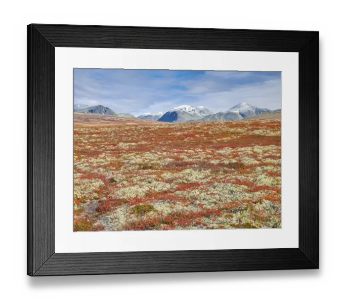 Framed Print : Autumn landscape in Rondane National Park