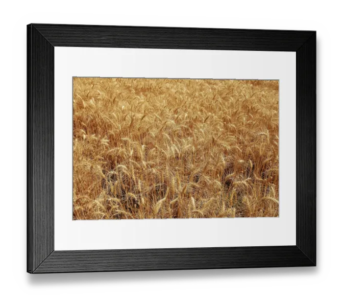 Framed Print : Golden Wheat Crop growing in the fields ready for harvesting