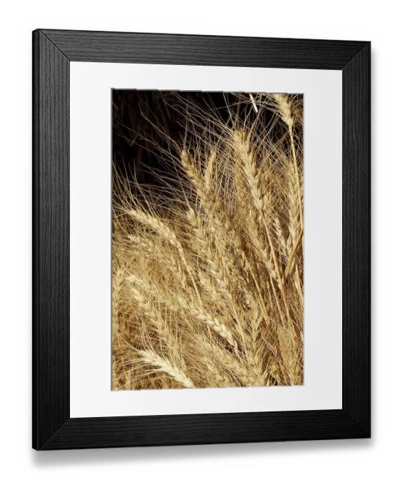 Framed Print : Golden Wheat Crop growing in the fields ready for harvesting Framed Print : Golden Wheat Crop growing in the fields ready for harvesting