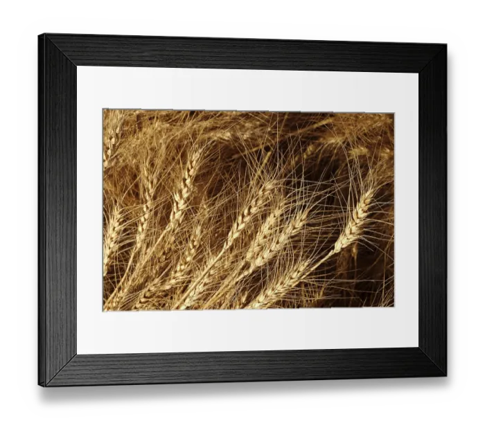 Framed Print : Golden Wheat Crop growing in the fields ready for harvesting