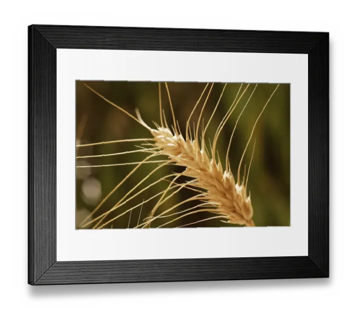 Framed Print : One stalk of Golden Wheat Crop growing in the fields ready for harvesting