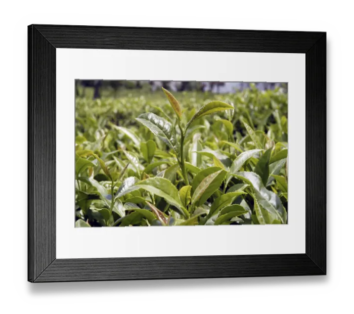 Framed Print : Tea garden at Chamunda valley in Himachal Pradesh Framed Print : Tea garden at Chamunda valley in Himachal Pradesh