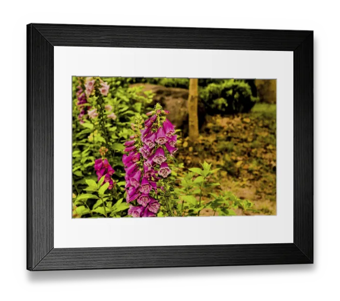Framed Print : Vibrant bush of foxglove flowers (Digitalis purpurea) in a garden with lush greenery in Hampyeong Framed Print : Vibrant bush of foxglove flowers (Digitalis purpurea) in a garden with lush greenery in Hampyeong