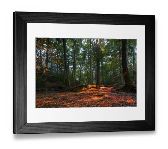 Framed Print : Autumn forest in Saxon Switzerland