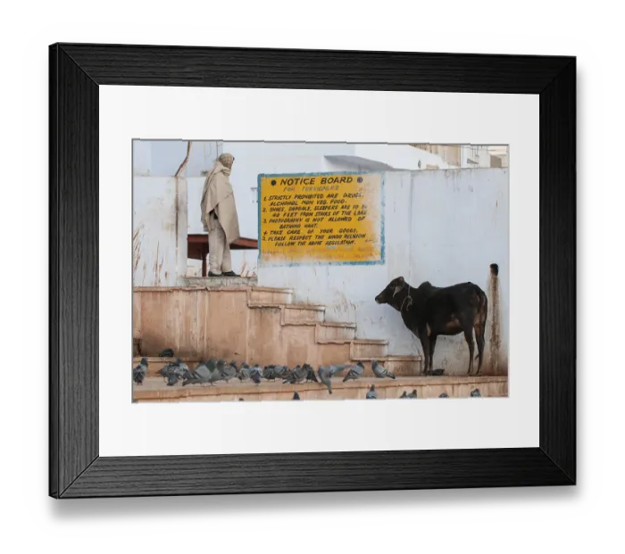 Framed Print : Sacred cow and a list of rules of behaviour for tourists written on a wall