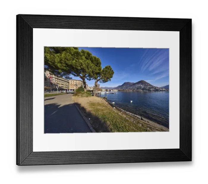 Framed Print : Pine tree (Pinus pinea), lakeside promenade