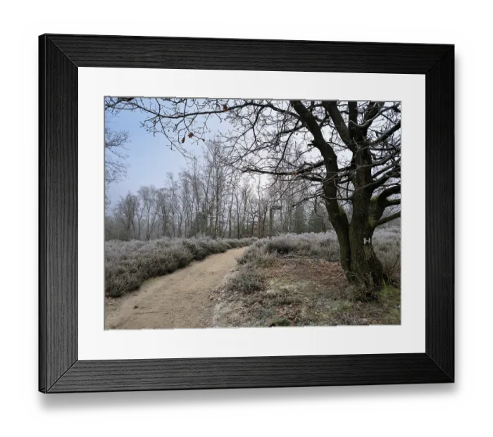 Framed Print : Hiking in winter in the frost in the Fischbeker Heide in Hamburg