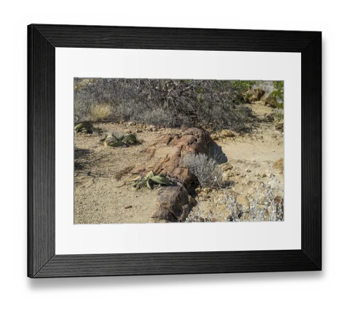Framed Print : Welwitschia (Welwitschia mirabilis)
