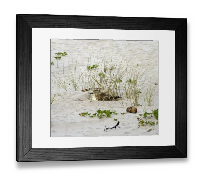 Framed Print : Beach scenery with breeding Dotterel bird on sandy ground seen at Mercury Bay in New Zealand Framed Print : Beach scenery with breeding Dotterel bird on sandy ground seen at Mercury Bay in New Zealand