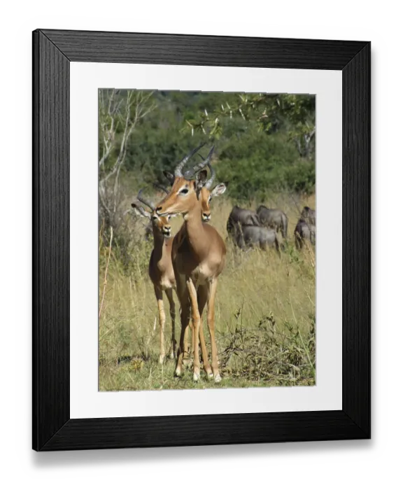 Framed Print : Savanna scenery including some Impalas in South Africa
