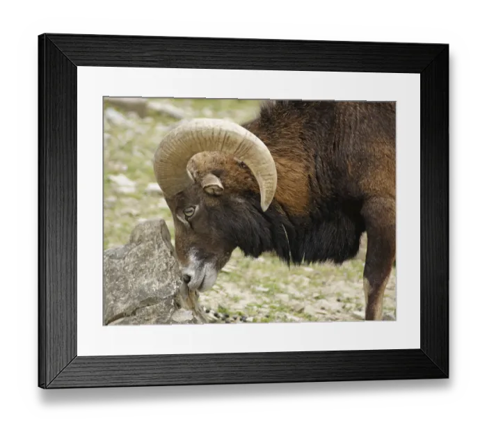 Framed Print : Sideways portrait of a mouflon while rubbing on a stone
