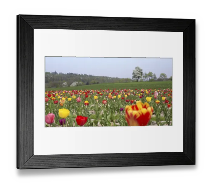 Framed Print : Lots of tulips in Southern Germany