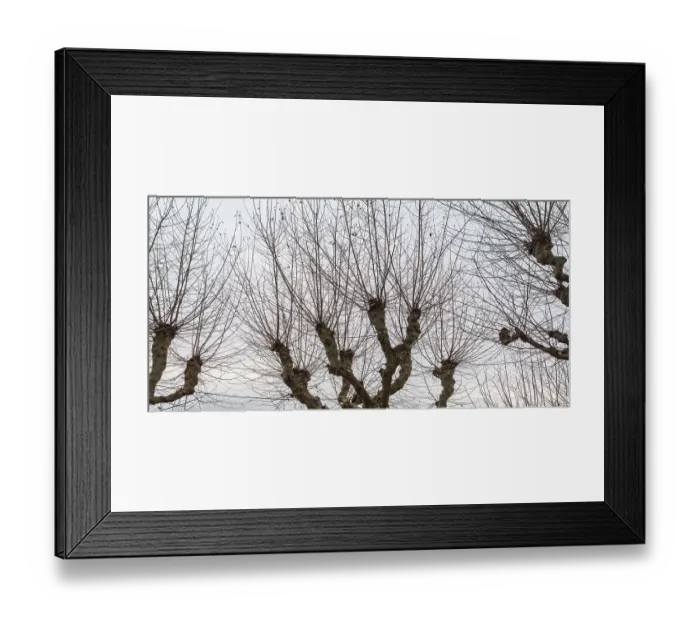 Framed Print : Low angle shot showing some cutted Platanus treetops at winter time Framed Print : Low angle shot showing some cutted Platanus treetops at winter time