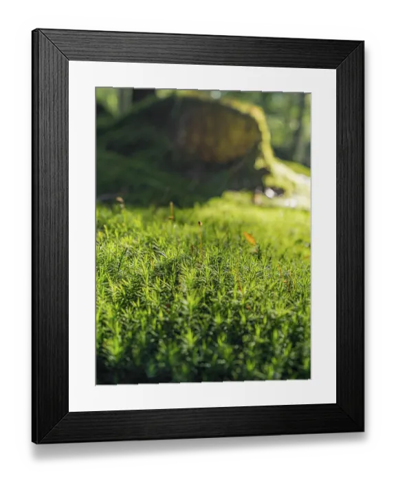 Framed Print : Sunny illuminated low angle forest scenery with mossy ground cover vegetation