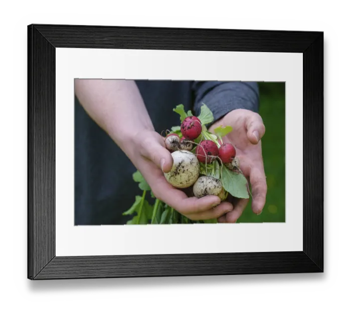 Framed Print : Radish (Raphanus sativus var. sativus) Framed Print : Radish (Raphanus sativus var. sativus)