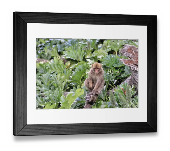Framed Print : Barbary macaque (macaca) sylvana Framed Print : Barbary macaque (macaca) sylvana