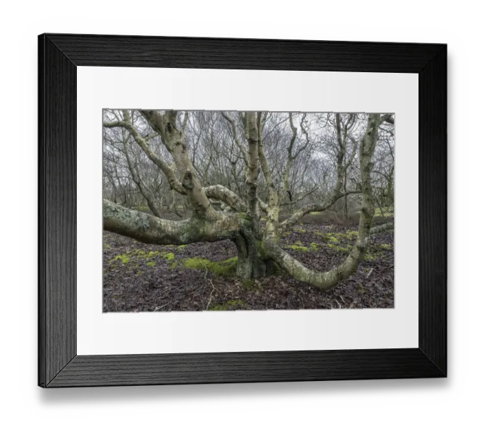 Framed Print : Birch trunks (Betula pendula), Amrum