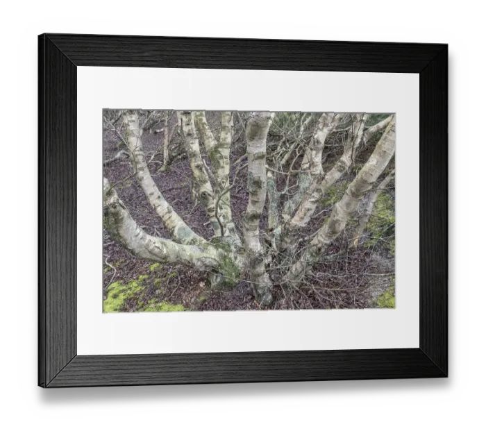 Framed Print : Birch trunks (Betula pendula), Amrum Framed Print : Birch trunks (Betula pendula), Amrum