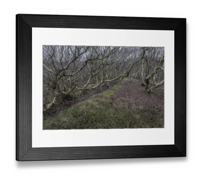 Framed Print : Birch trunks (Betula pendula), Amrum