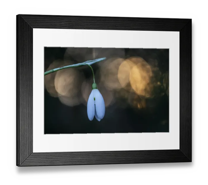 Framed Print : Snowdrop (Galanthus nivalis Magnet) Framed Print : Snowdrop (Galanthus nivalis Magnet)