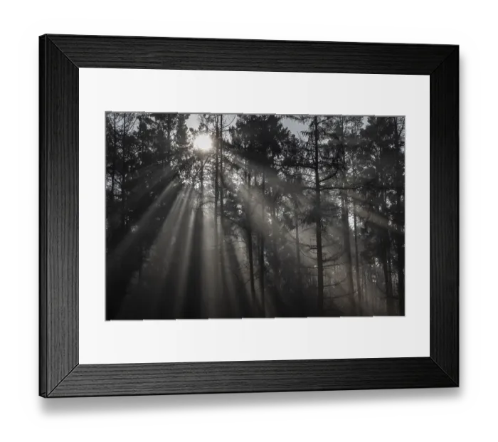 Framed Print : Rays of light in the forest, Emsland Framed Print : Rays of light in the forest, Emsland