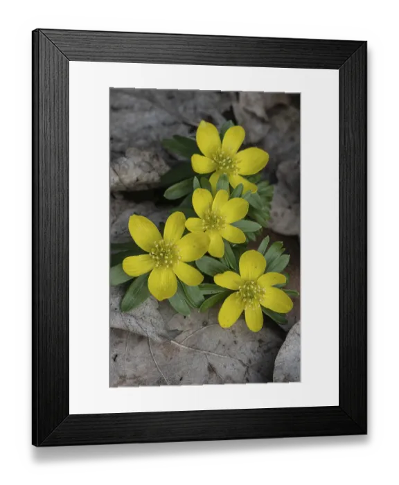 Framed Print : Winter aconite (Eranthis hyemalis)