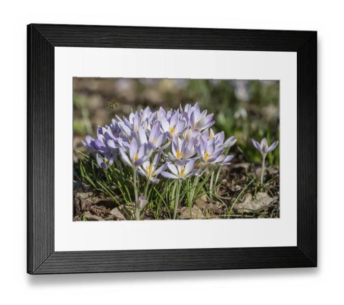 Framed Print : Elfin crocus (Crocus tommasianus) Framed Print : Elfin crocus (Crocus tommasianus)