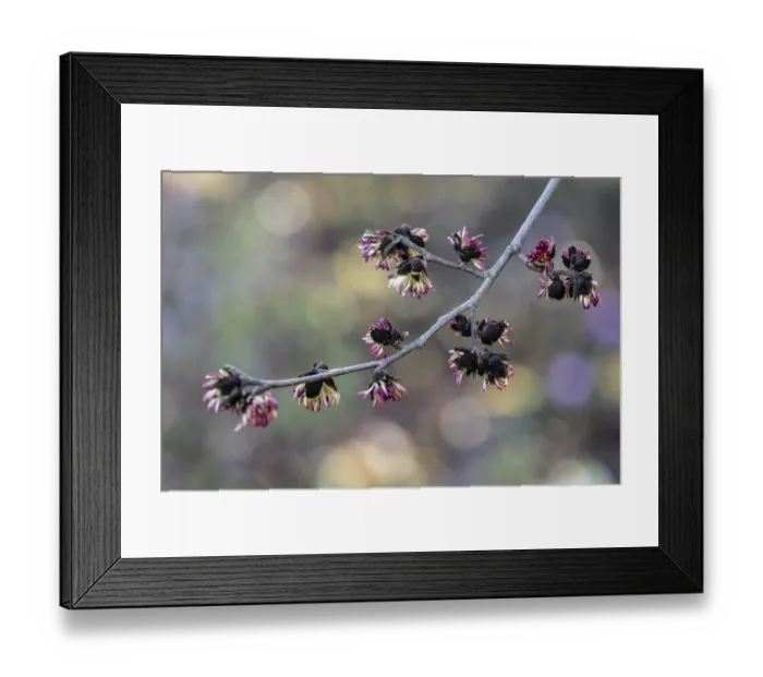 Framed Print : Blossoms of the ironwood tree (Parrotia persica) Framed Print : Blossoms of the ironwood tree (Parrotia persica)
