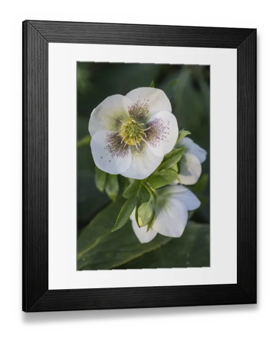 Framed Print : Lenzrose (Helleborus orientalis hybrid)