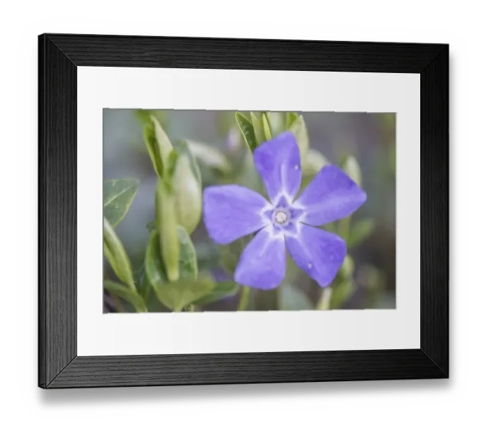 Framed Print : Lesser periwinkle (Vinca minor)