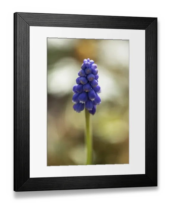 Framed Print : Grape hyacinth (Muscari botryoides)