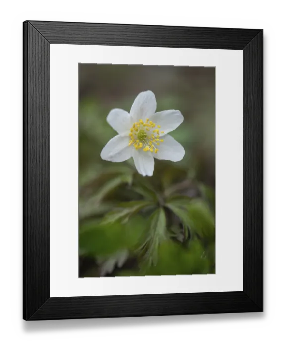 Framed Print : Wood anemone (Anemone nemorosa)