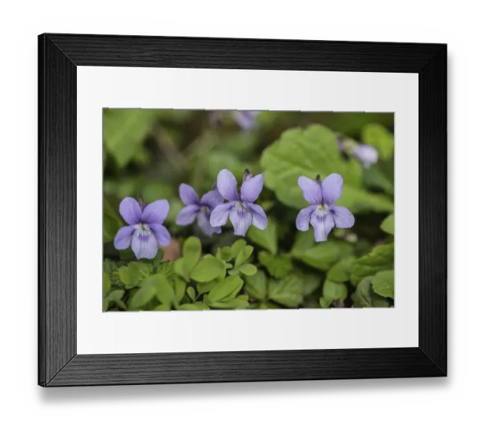 Framed Print : Violet (Viola riviniana), Rhineland-Palatinate