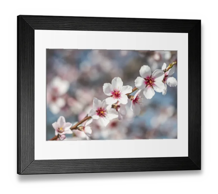 Framed Print : Almond blossom (Prunus dulcis) Framed Print : Almond blossom (Prunus dulcis)