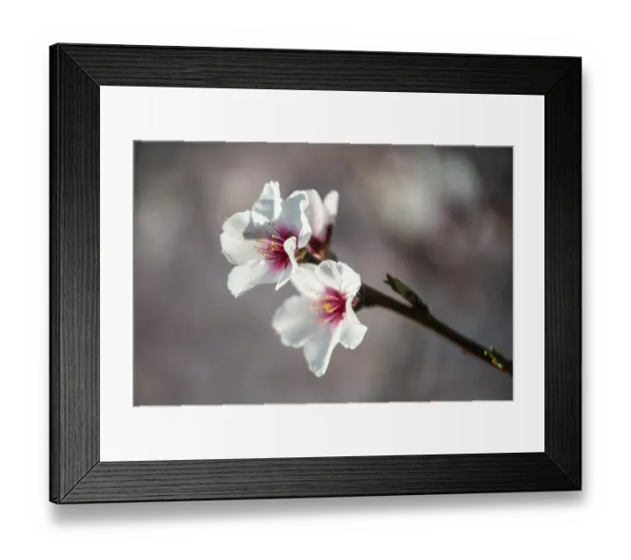 Framed Print : Almond blossom (Prunus dulcis) Framed Print : Almond blossom (Prunus dulcis)