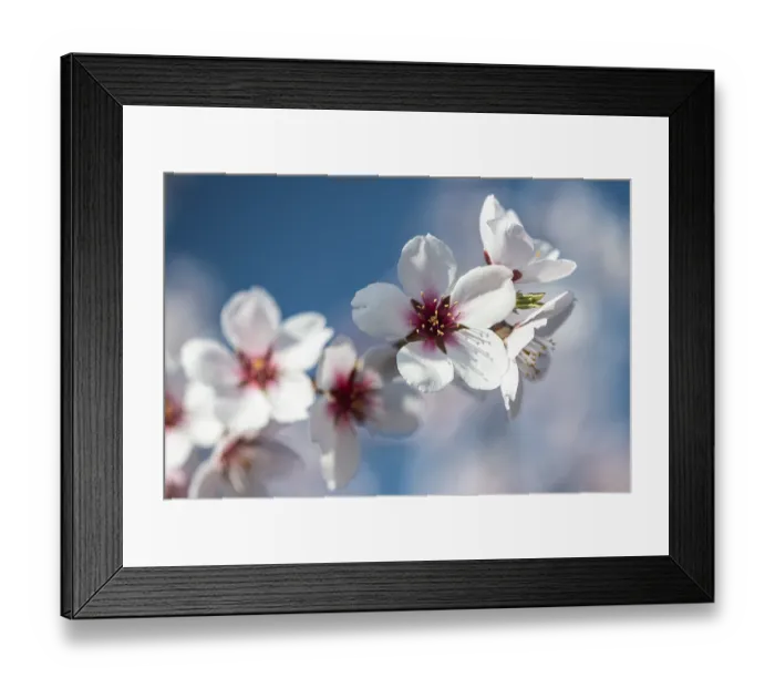 Framed Print : Almond blossom (Prunus dulcis)