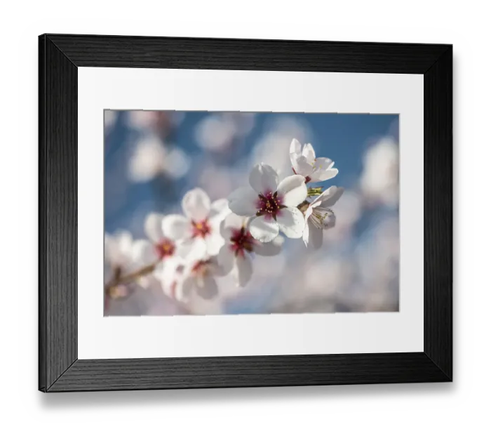 Framed Print : Almond blossom (Prunus dulcis)