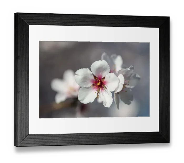 Framed Print : Almond blossom (Prunus dulcis)