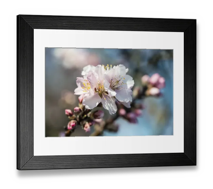 Framed Print : Almond blossom (Prunus dulcis)