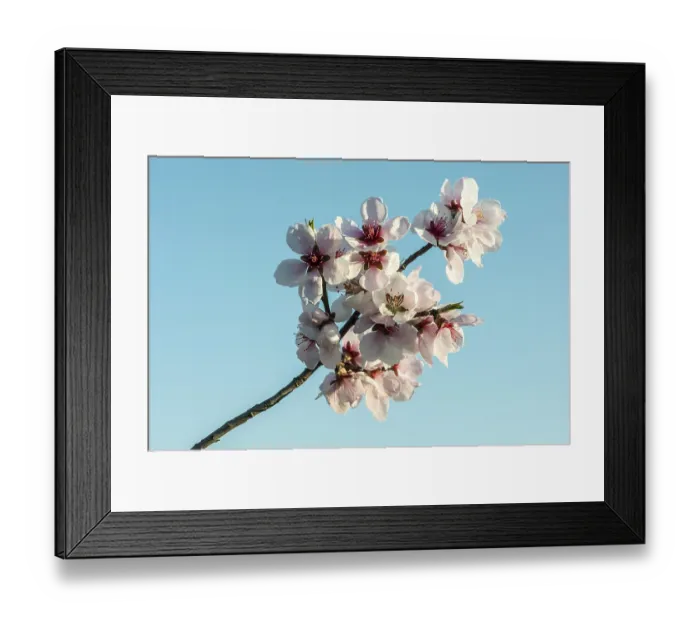 Framed Print : Almond blossom (Prunus dulcis)