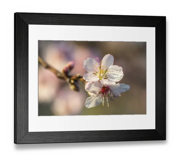 Framed Print : Almond blossom (Prunus dulcis) Framed Print : Almond blossom (Prunus dulcis)