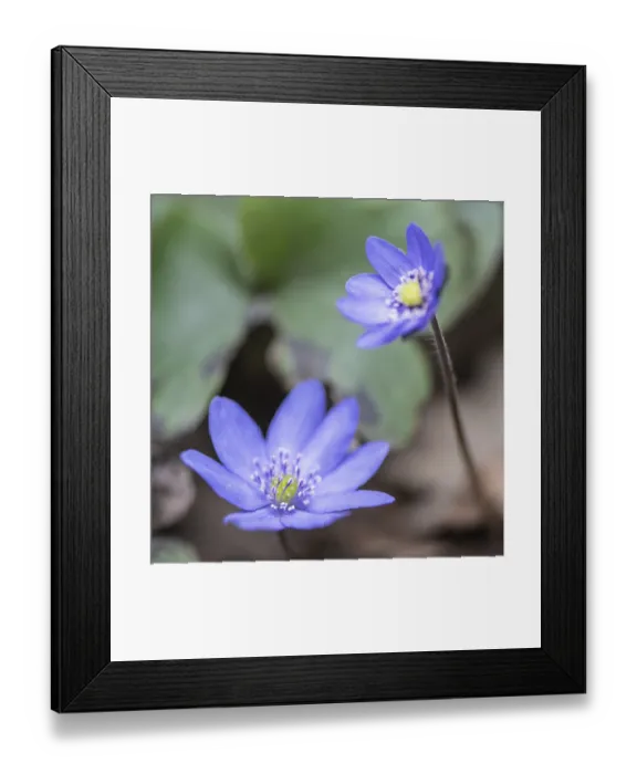 Framed Print : Liverwort (Hepatica nobilis), Emsland
