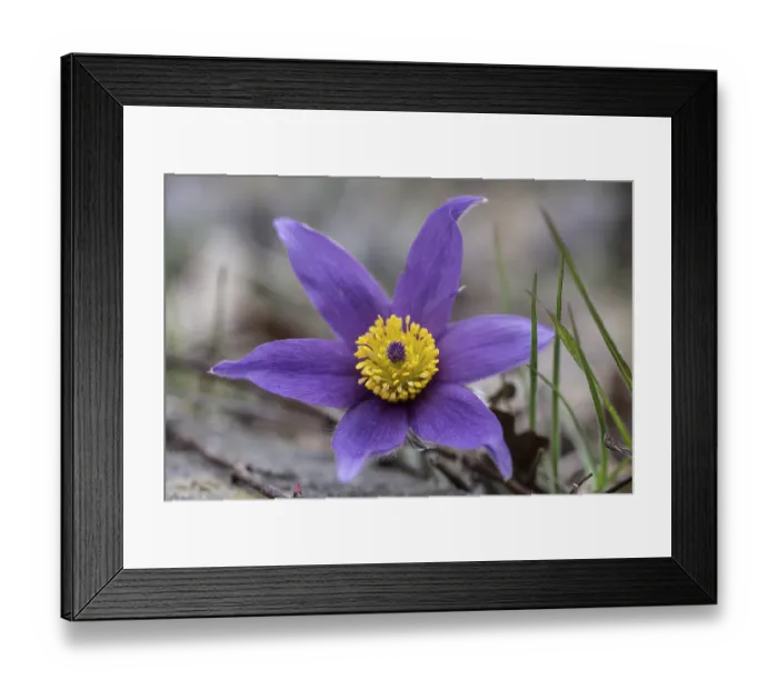Framed Print : Pasque flower (Pulsatille vulgaris) Framed Print : Pasque flower (Pulsatille vulgaris)