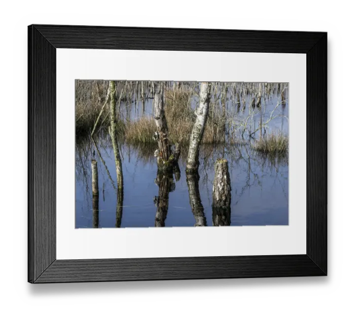 Framed Print : Dead birch trees (Betula pendula) in a moor