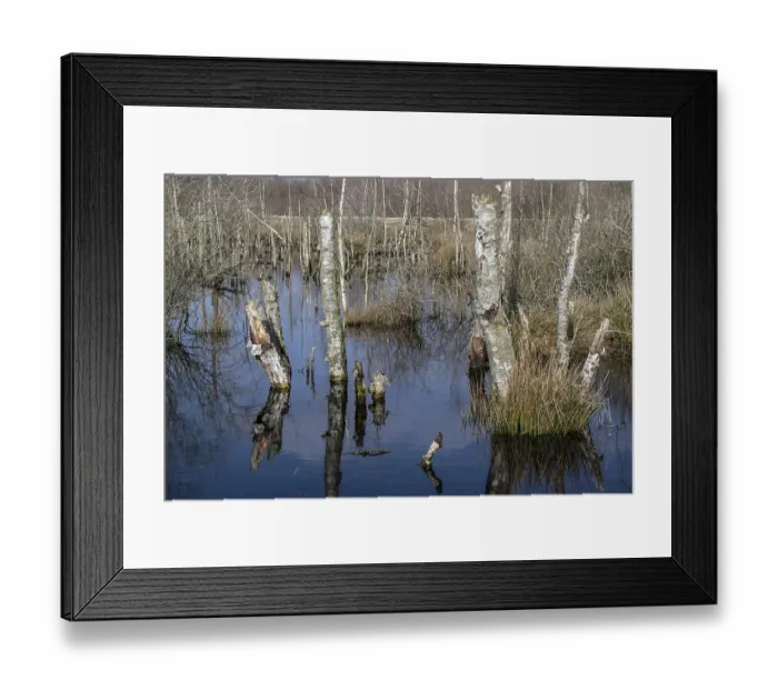 Framed Print : Dead birch trees (Betula pendula) in a moor Framed Print : Dead birch trees (Betula pendula) in a moor