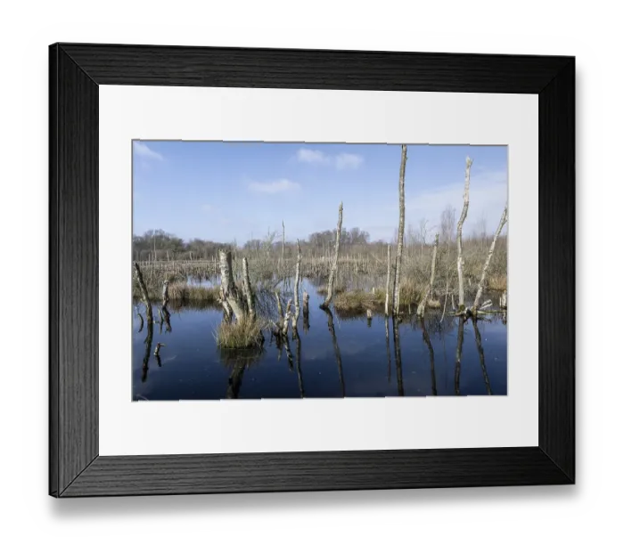 Framed Print : Dead birch trees (Betula pendula) in a moor Framed Print : Dead birch trees (Betula pendula) in a moor