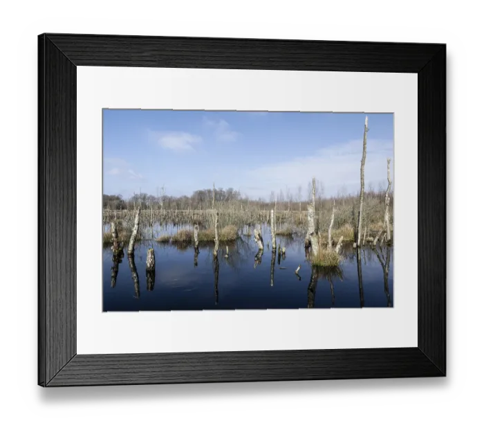 Framed Print : Dead birch trees (Betula pendula) in a moor Framed Print : Dead birch trees (Betula pendula) in a moor