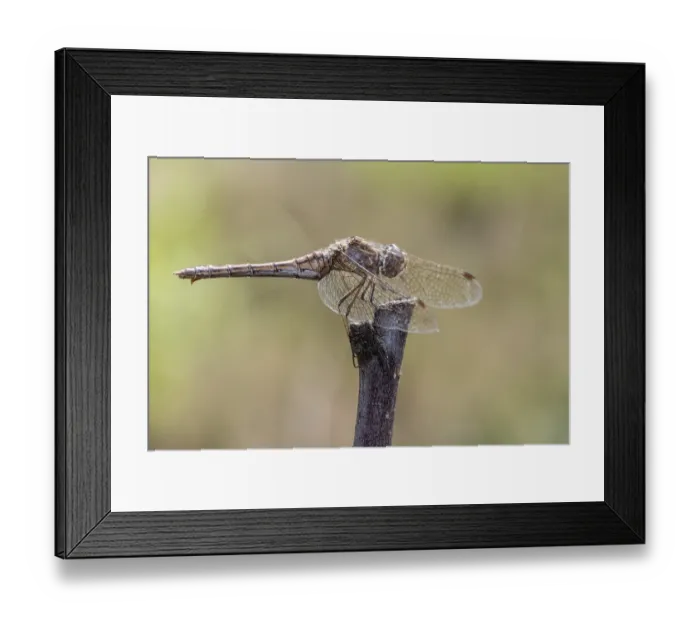 Framed Print : Vagrant darter (Sympetrum vulgatum)