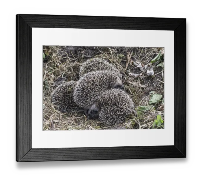Framed Print : Young hedgehogs in a nest (Erinaceus europaeus)