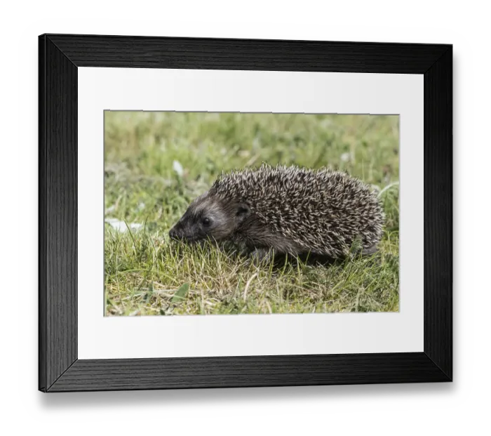 Framed Print : Young hedgehog (Erinaceus europaeus)